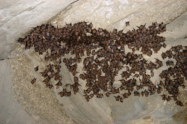 Grupa Śpiących Nietoperzy Jaskini Kaukaz Gruzja — Zdjęcie stockowe
