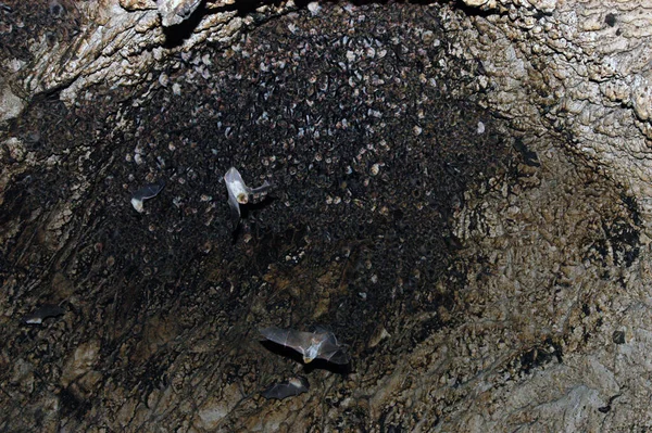 洞窟の中で眠っているコウモリのコロニーのグループ コーカサス山脈 ジョージア — ストック写真