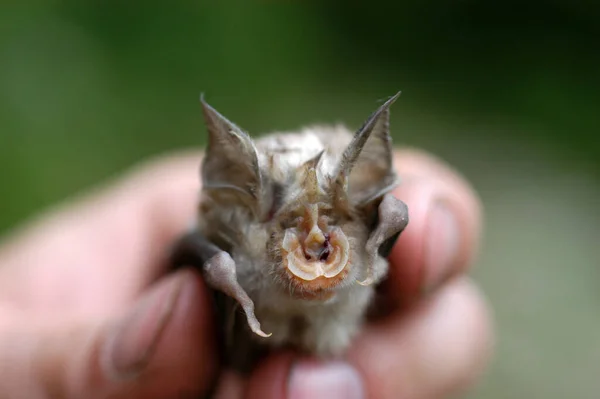 Chiropterologist Holding Studying Bat His Hands — Stock Photo, Image