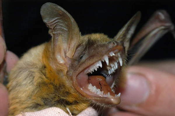 Chiropterologist Holding Studying Bat His Hands — Stock Photo, Image