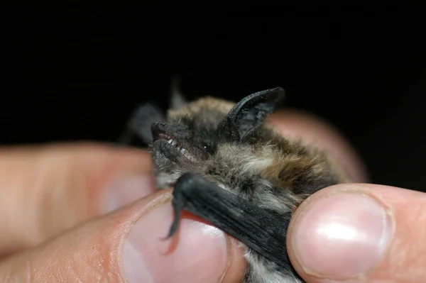 Chiropterologist Holding Studying Bat His Hands — Stock Photo, Image