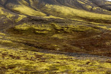 İzlanda 'da volkanik manzara. Yeşil yosunlarla kaplı lav akıntıları