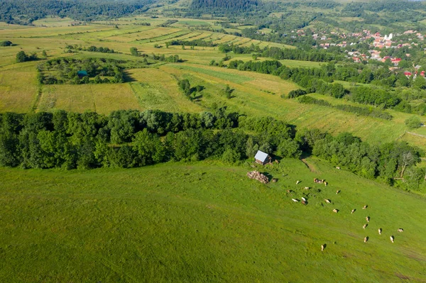Parlak Yeşil Tepelerin Hava Manzarası Transilvanya Romanya Insansız Hava Aracı — Stok fotoğraf