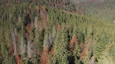 Flying above an evergreen forest mixed with deciduous trees