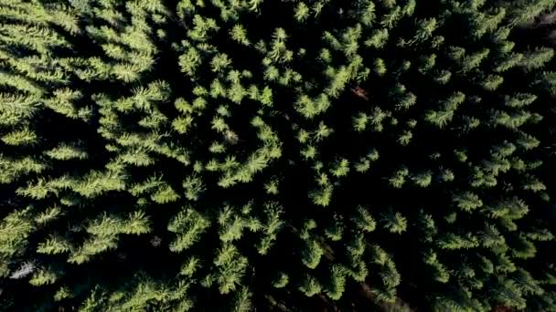 Flying Evergreen Forest Aerial Drone View — Video