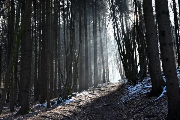 Ködös Erdei Ösvény Télen Napsugarak Ragyognak Fák Között — Stock Fotó