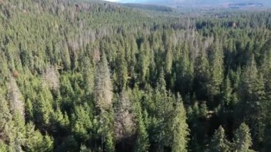 Çam ağacı ormanının üzerinde uçuyor. Yaban yeşil odunların havadan görünüşü