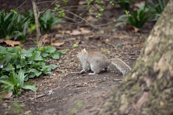 Ardilla Gris Iin Aire Libre — Foto de Stock