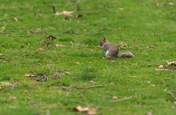 Grey Squirrel Outdoors Sciurus Carolinensis — Stock Photo, Image