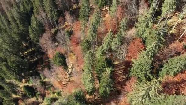 Flying Canopy Pine Trees Evergreen Forest Aerial Drone View — Stock Video