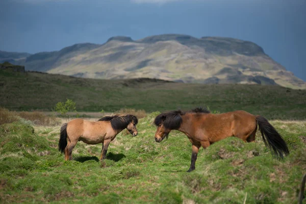 Islandzkie Konie Wypasane Wyżynach Islandia — Zdjęcie stockowe