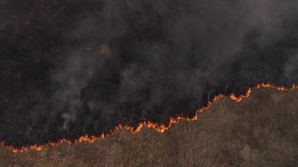 Vista Aérea Del Campo Quema Hierba Seca Primavera Fuego Humo — Vídeo de stock