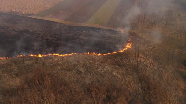 Légi Kilátás Tavaszi Száraz Égő Mező Tűz Füst Réten Természetszennyezés — Stock videók