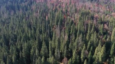 Aerial view of evergreen forest by drone. Flying over the canopy of pine trees