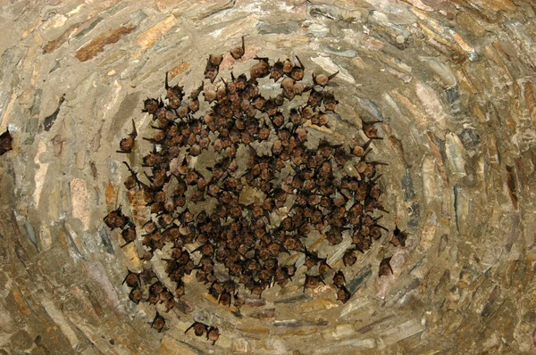 Group Sleeping Bats Colony Cave Caucasus Mountains Georgia — Stock Photo, Image