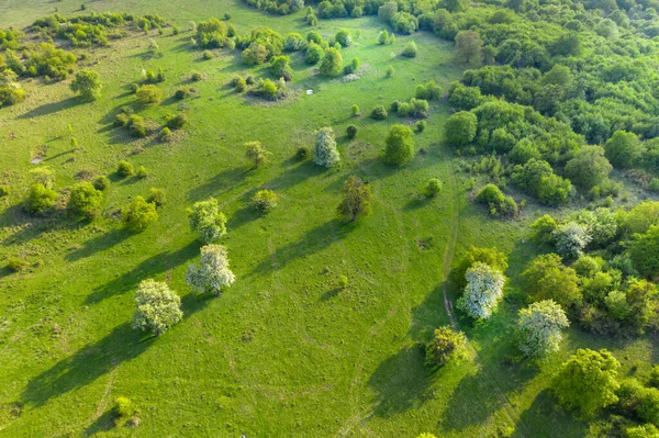Aerial View Green Wild Pasture Countryside Range Spring — Zdjęcie stockowe