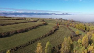   Kırsal sonbahar sisli manzarası, çayır otlağı. Hava aracı görünümü