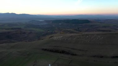  Otlakta otlayan koyun sürüsünün üzerinde uçuyorlar. Gün batımından sonra hava görüntüsü