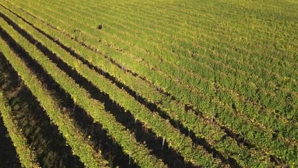 Flying Vineyard Aerial View — Wideo stockowe