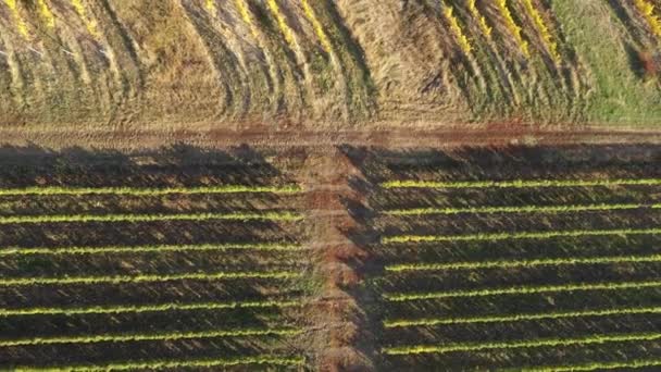 Flying Vineyard Aerial View — Video