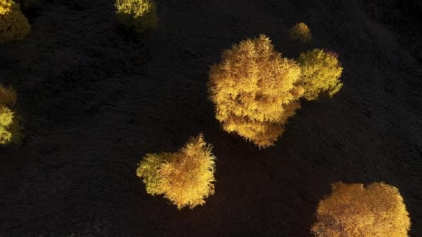 Flying Isolated Yellow Birch Trees Autumn Aerial View Early Morning — Video