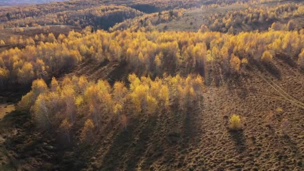 Aerial View Yellow Birch Tree Forest Autumn — Video