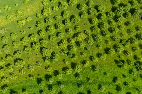 リンゴの果樹園の空中ビュー ドローンの視点で行の鮮やかな緑の牧草地や木 — ストック写真