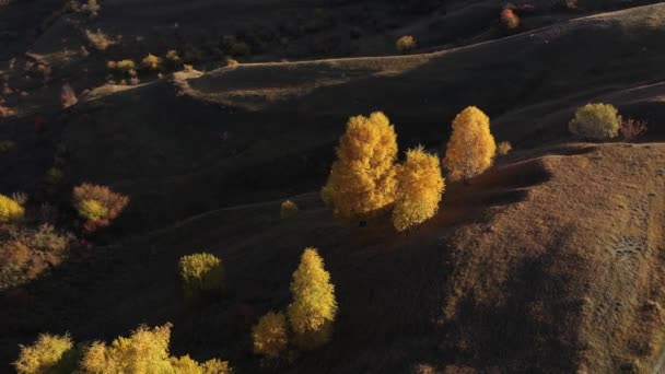 Πετώντας Πάνω Από Απομονωμένες Κίτρινες Σημύδες Φθινόπωρο Αεροφωτογραφία Του Νωρίς — Αρχείο Βίντεο