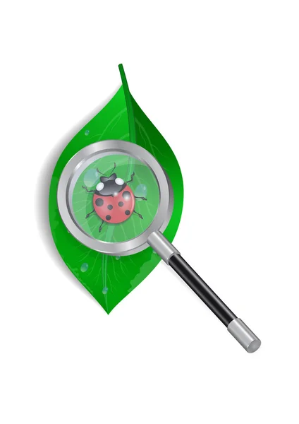 Magnifying glass with ladybird and green leaf — Stock Vector
