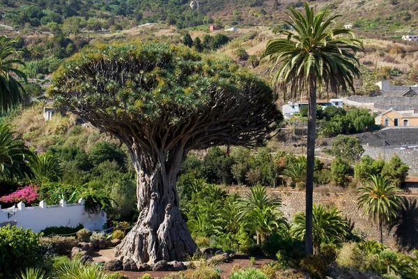 Дракон дерево Icod де-Лос-Vinos — стокове фото