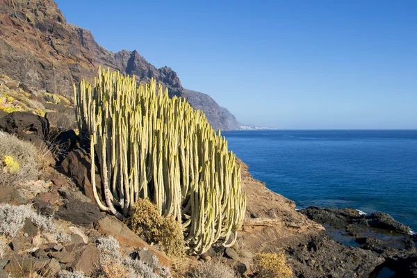 Canary Island Spurge — Stock Photo, Image