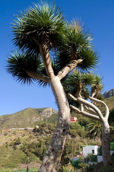 Canary Islands Dragon Trees — Stock Photo, Image