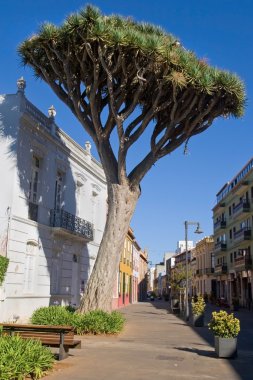 la Laguna Ejder ağacı