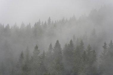 çam ormanı sis
