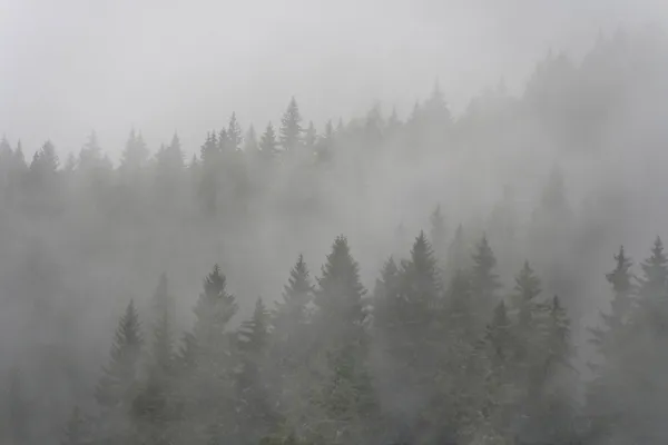 Floresta de pinheiro no nevoeiro — Fotografia de Stock