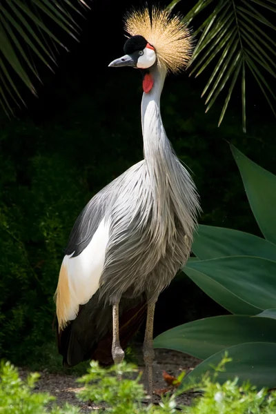 Gekroonde kraan — Stockfoto