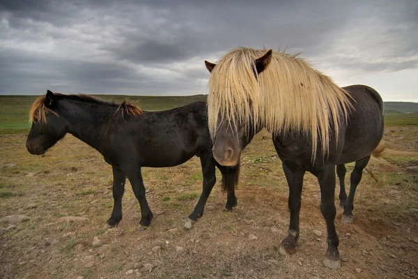 Sarı saçlı atlar — Stok fotoğraf