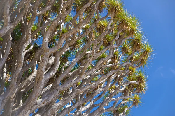 Dragon Tree branches — Stock Photo, Image