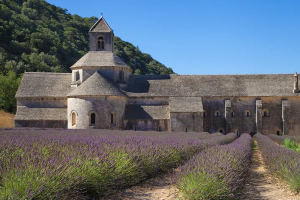 Lavendelfeld bei Senanque — Stockfoto