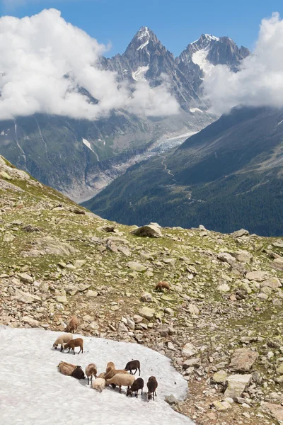 Goats on the snow in Chamonix — Stock Photo, Image