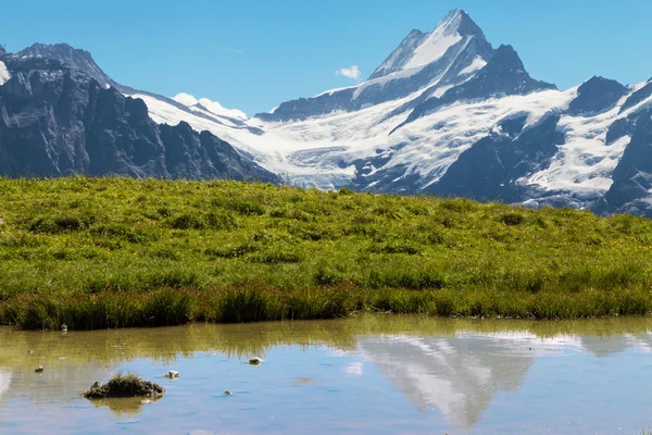 Schreckhorn, Schweizer Alpen — Stockfoto