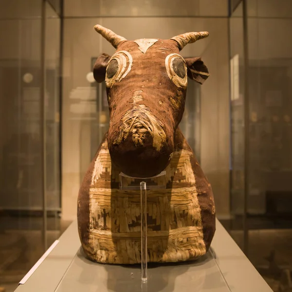 Torino Italy Серпня 2021 Pseudo Mummy Bull Late Periiod Egyptian — стокове фото