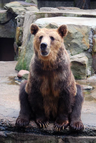 Sitting brown bear in the zoo