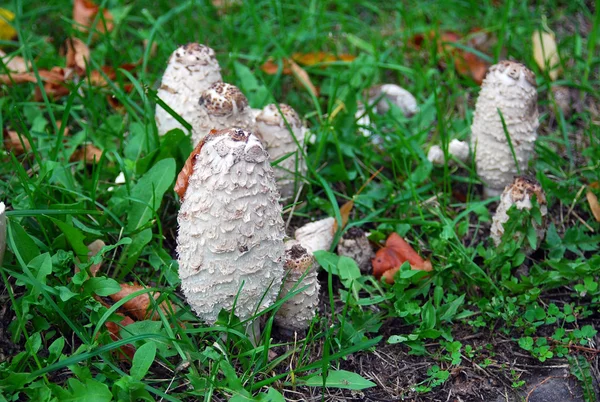 Many forest mushrooms growing in the green grass