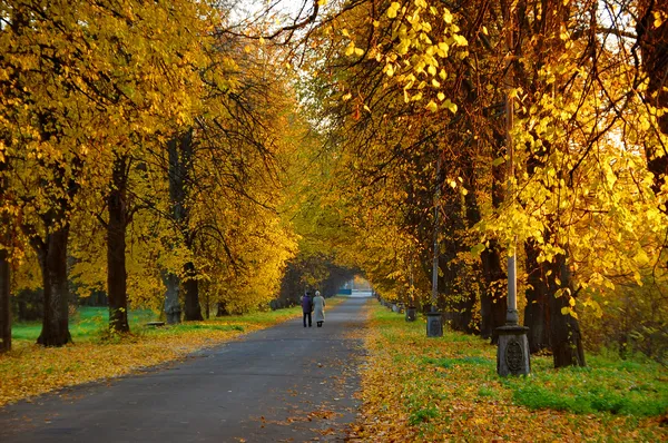 Beautiful alley in park, golden autumn — Stock Photo, Image