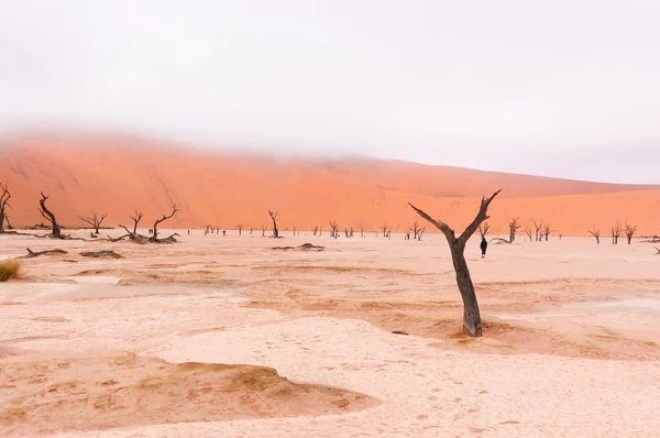 Dead Vlei в Намибии — стоковое фото