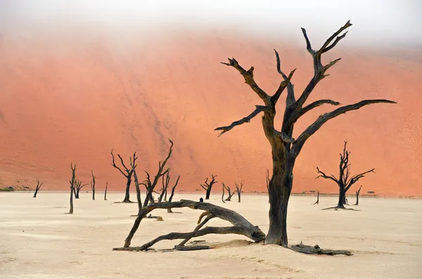 Mrtvý Vlei v Namibii — Stock fotografie