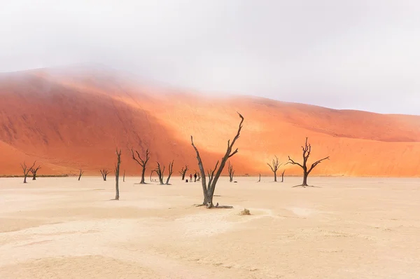 Mrtvý Vlei v Namibii — Stock fotografie