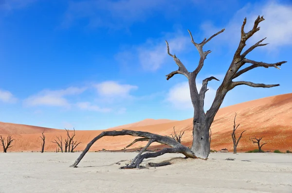 Mrtvý Vlei v Namibii — Stock fotografie