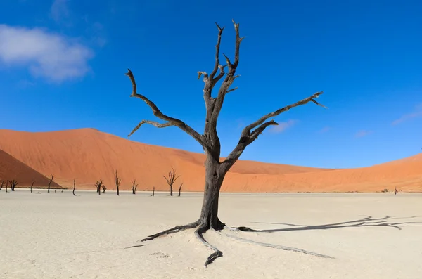 Mrtvý Vlei v Namibii — Stock fotografie